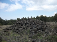 ova Gussonea-20110529 136